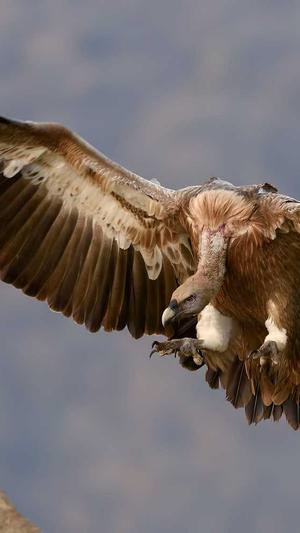 林彦俊黑料截图3