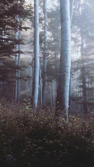 黑料社区网站截图2