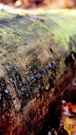 流浪地球演员刘启黑料截图1