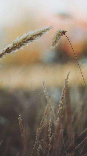 哈密瓜种子可以吃吗截图3