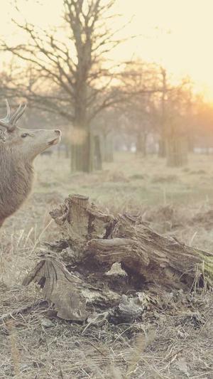黑料正能量的网站截图3