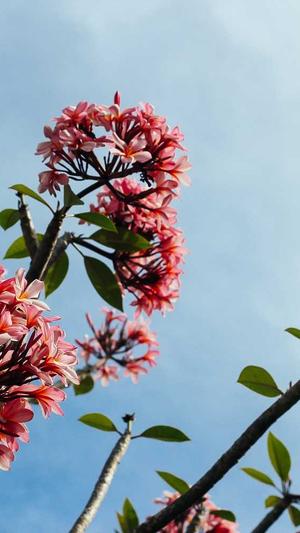 冲哥黑料cg1截图4